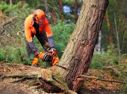 How Our Tree Care Process Works  in  Belle Rose, LA