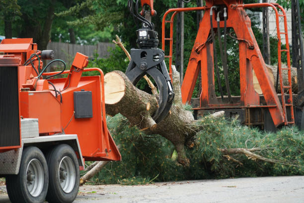 Best Tree Trimming and Pruning  in Belle Rose, LA